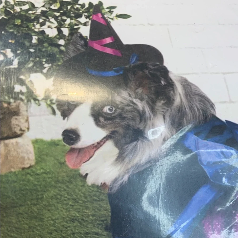 🌹Pets Costume - Small dog Purple & Black Witch Dress & hat
